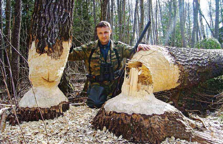 bezimeni_7.jpg - Наш подвох бобрам всем друг bezimeni_7.jpg - Наш подвох бобрам всем друг