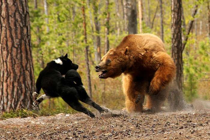 Медвежья охота 